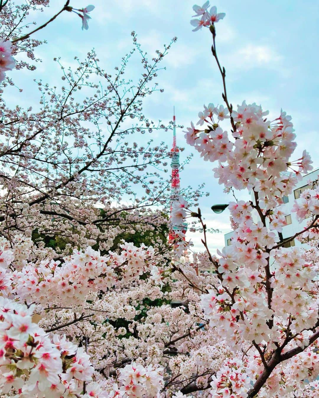 伊藤歩のインスタグラム：「🌸💕今年もありがとう💕🌸  #桜 #日本の四季 #春 #lovejapan #tokyolife」