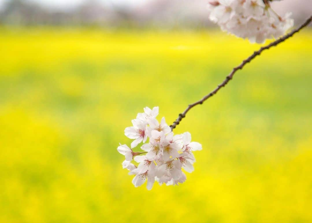 白井ゆかりのインスタグラム：「.. #桜のあるくらし   地元の桜🌸は今年も綺麗でした^ ^ 私が見に行ったときは、あいにくの曇り空☁️ ビタミンカラーの菜の花をバックに撮ってみました📸  2枚目の天気回復の青空写真は、家族からのおすそ分けです😊✨  #幸手権現堂桜堤 #桜 #菜の花 #花曇り #ウェザーニュース」