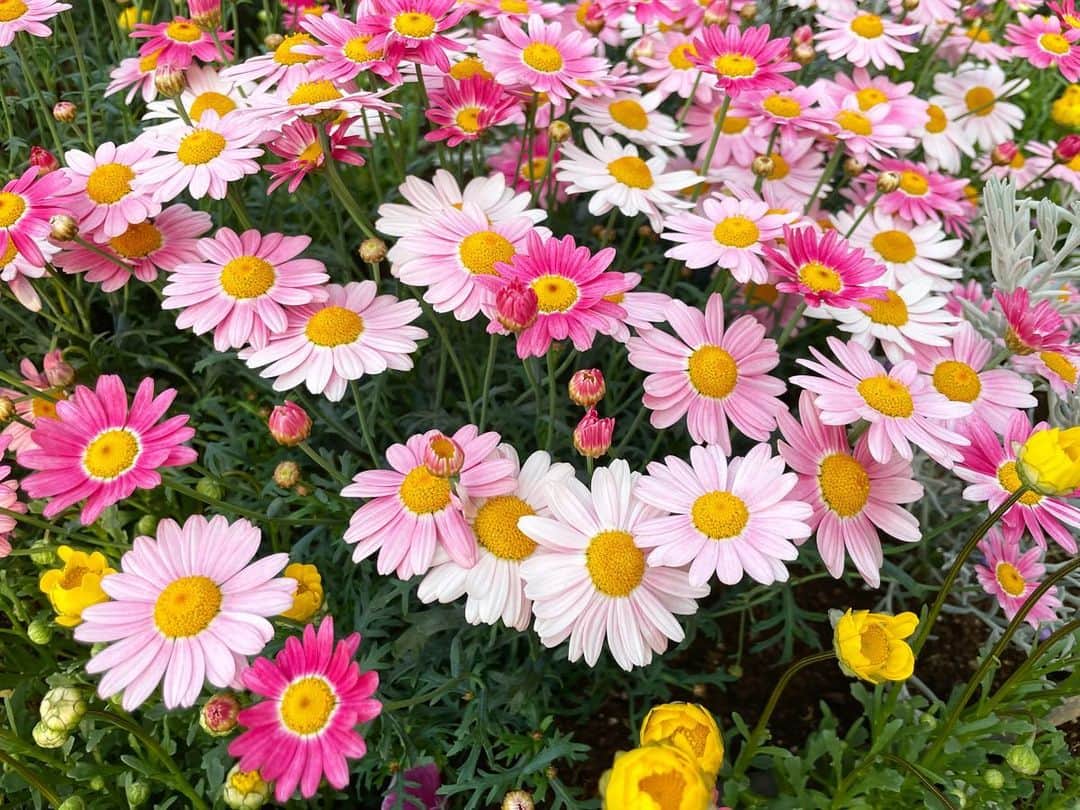 のインスタグラム：「・ ・ 🌸🌼💖🌼🌸🌿  暖かくなって嬉しい🥰🌞✨  #spring #flowers  #お散歩」