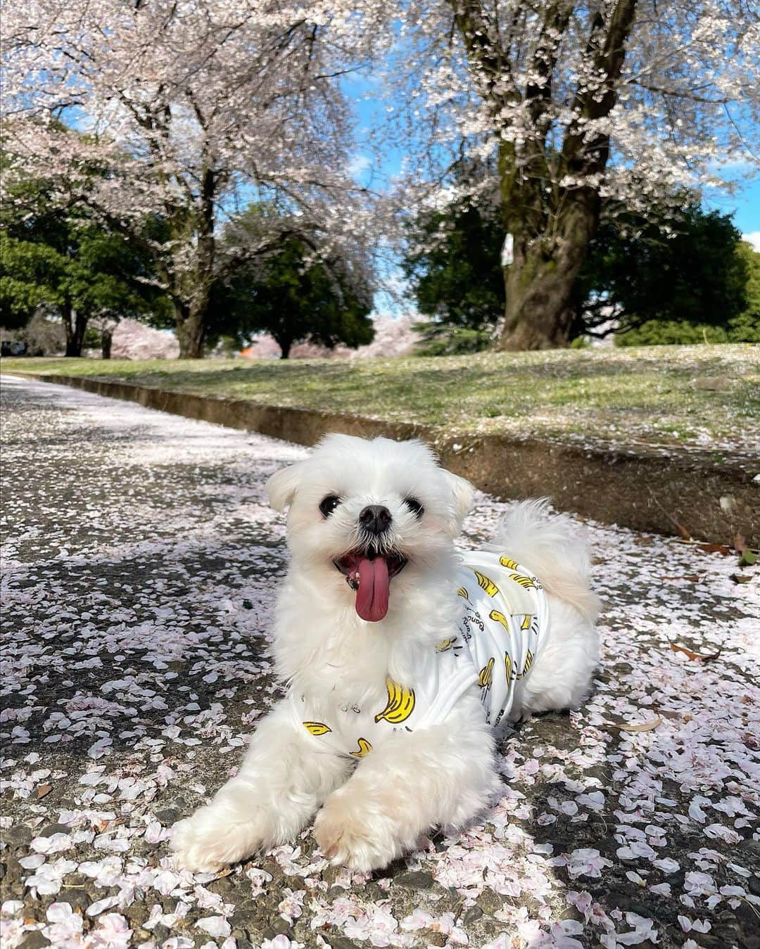 伊藤愛真さんのインスタグラム写真 - (伊藤愛真Instagram)「愛犬と母とお花見してきた🌸 . あったかくていい天気最高☺️ . おろしたてのマーメイドスカートは  @rienda_official の🫰🏻 今日からダイエットまた再開します！」4月5日 18時16分 - __emagram