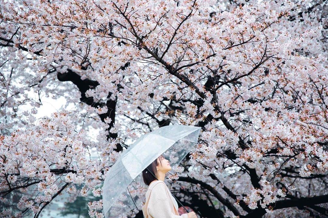 唯井まひろのインスタグラム：「桜×傘」
