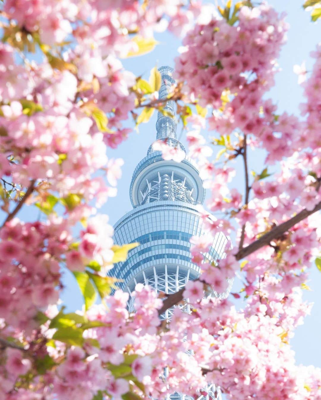 kazumaさんのインスタグラム写真 - (kazumaInstagram)「.. . Tokyo Sakura Tree & tiny peoples. 🌸🌸🌸 👧🗼👧 . . ① 墨堤の桜とスカイツリー。 スカイツリー目の前にすると小人に。 . と呑気なことを言ってられないぐらい花粉がすごすぎで👀が充血しまくりʕ•̫͡•ʕ•̫͡•ʔ•̫͡•ʔ . . ② ストーリーズにあげた密集する河津桜ではなくその手前の河津桜から撮るスカイツリー。こちらの方がスカイツリー囲める感じで個人的には好き📸 . ③ ストーリーズの群れ側の河津桜から。もう河津桜は満開🌸🌸🌸例年より遅いけどあったかくなってからで撮影もしやすい。 . ④ とか言ってたらピントが奥のスカイツリーばかりで風情ないので桜メインもw . . . . . #スカツリスト #tokyoskytree  #東京スカイツリー #桜 #cherryblossom  . . . . . . . . . . . . . . . . . . . . . . . . . ————————————————— #igersjp #team_jp_  #instagramjapan #icu_japan  #like4like #instalike #写真が好きな人と繋がりたい#ファインダー越しの私の世界 #beautiful #今日もx日和  #instadaily #ig_worldclub #igrecommend #lovers_nippon #picture_to_keep  #jp_gallery_member  #東京カメラ部 #tokyocameraclub #indies_gram  #instagood #huntgram #huntgramjapan #japan_daytime_view #art_of_japan_  #ig_photooftheday  ————————————————— . . . . . . .. ...」3月12日 19時28分 - kazuma612