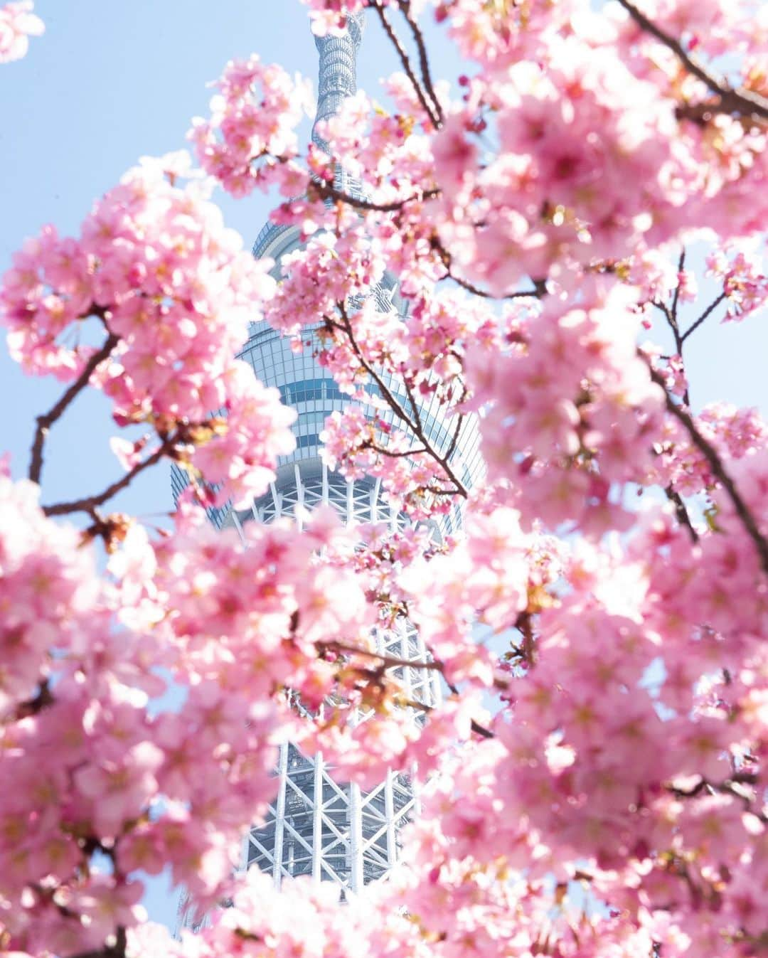 kazumaさんのインスタグラム写真 - (kazumaInstagram)「.. . Tokyo Sakura Tree & tiny peoples. 🌸🌸🌸 👧🗼👧 . . ① 墨堤の桜とスカイツリー。 スカイツリー目の前にすると小人に。 . と呑気なことを言ってられないぐらい花粉がすごすぎで👀が充血しまくりʕ•̫͡•ʕ•̫͡•ʔ•̫͡•ʔ . . ② ストーリーズにあげた密集する河津桜ではなくその手前の河津桜から撮るスカイツリー。こちらの方がスカイツリー囲める感じで個人的には好き📸 . ③ ストーリーズの群れ側の河津桜から。もう河津桜は満開🌸🌸🌸例年より遅いけどあったかくなってからで撮影もしやすい。 . ④ とか言ってたらピントが奥のスカイツリーばかりで風情ないので桜メインもw . . . . . #スカツリスト #tokyoskytree  #東京スカイツリー #桜 #cherryblossom  . . . . . . . . . . . . . . . . . . . . . . . . . ————————————————— #igersjp #team_jp_  #instagramjapan #icu_japan  #like4like #instalike #写真が好きな人と繋がりたい#ファインダー越しの私の世界 #beautiful #今日もx日和  #instadaily #ig_worldclub #igrecommend #lovers_nippon #picture_to_keep  #jp_gallery_member  #東京カメラ部 #tokyocameraclub #indies_gram  #instagood #huntgram #huntgramjapan #japan_daytime_view #art_of_japan_  #ig_photooftheday  ————————————————— . . . . . . .. ...」3月12日 19時28分 - kazuma612