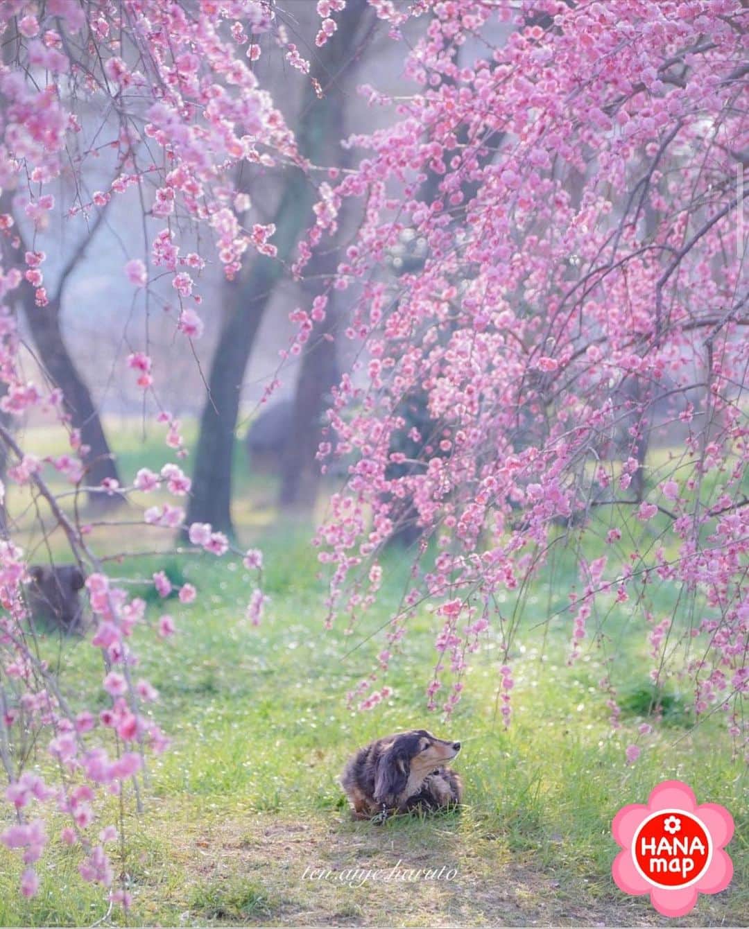 はなまっぷ❁日本の花風景さんのインスタグラム写真 - (はなまっぷ❁日本の花風景Instagram)「🌸はなまっぷの梅桜まつり🌸 *  @ten.anje.haruto さんの 花のある風景に花まるを💮 * 日本が誇る美しい春の訪れをありがとうございます😊🌸 * 大阪　#山田池公園 Yamadaike Park, Osaka. * 🌼梅の花言葉📝🌼 気品、忠実 * ※見頃や撮影時期に関わらず、日本の梅と桜の花風景をご紹介させていただきます。 * 🌸•••🌸•••🌸•••🌸•••🌸•••🌸 * いつも素敵なお花をありがとうございます😊 #はなまっぷ #日本の美しい花風景#花のある風景#花#花言葉#花#花見#春#花風景 #梅#梅林#梅園#枚方#わんこ#犬  * 🌸••••••お知らせ••••••🌸 * 花風景検索サイト　はなまっぷ https://hanamap.com 🔍「はなまっぷ」または @hanamap プロフィール欄から ぜひご覧ください」3月12日 20時01分 - hanamap