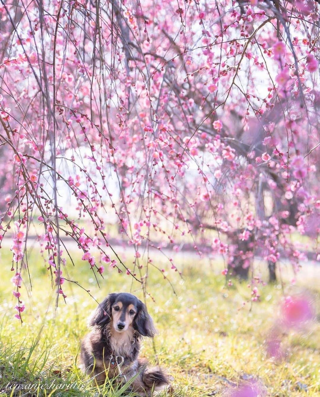 はなまっぷ❁日本の花風景さんのインスタグラム写真 - (はなまっぷ❁日本の花風景Instagram)「🌸はなまっぷの梅桜まつり🌸 *  @ten.anje.haruto さんの 花のある風景に花まるを💮 * 日本が誇る美しい春の訪れをありがとうございます😊🌸 * 大阪　#山田池公園 Yamadaike Park, Osaka. * 🌼梅の花言葉📝🌼 気品、忠実 * ※見頃や撮影時期に関わらず、日本の梅と桜の花風景をご紹介させていただきます。 * 🌸•••🌸•••🌸•••🌸•••🌸•••🌸 * いつも素敵なお花をありがとうございます😊 #はなまっぷ #日本の美しい花風景#花のある風景#花#花言葉#花#花見#春#花風景 #梅#梅林#梅園#枚方#わんこ#犬  * 🌸••••••お知らせ••••••🌸 * 花風景検索サイト　はなまっぷ https://hanamap.com 🔍「はなまっぷ」または @hanamap プロフィール欄から ぜひご覧ください」3月12日 20時01分 - hanamap