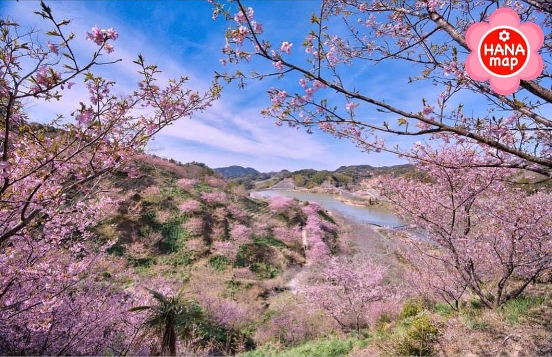 はなまっぷ❁日本の花風景さんのインスタグラム写真 - (はなまっぷ❁日本の花風景Instagram)「🌸はなまっぷの梅桜まつり🌸 * @shun033 さんの 花のある風景に花まるを💮 * 日本が誇る美しい春の訪れをありがとうございます😊🌸 * 千葉　#佐久間ダム親水公園 Kyonan, Chiba Pref. * 🌼河津桜の花言葉📝🌼 思いを託します、純潔 * ※見頃や撮影時期に関わらず、日本の梅と桜の花風景をご紹介させていただきます。 * 🌸•••🌸•••🌸•••🌸•••🌸•••🌸 * いつも素敵なお花をありがとうございます😊 #はなまっぷ #日本の美しい花風景#花のある風景#花#花言葉#花#花見#春#花風景 #桜#サクラ#sakura#河津桜#鋸南町 #頼朝桜 #佐久間ダム #南房総  * 🌸••••••お知らせ••••••🌸 * 花風景検索サイト　はなまっぷ https://hanamap.com 🔍「はなまっぷ」または @hanamap プロフィール欄から ぜひご覧ください」3月12日 20時25分 - hanamap