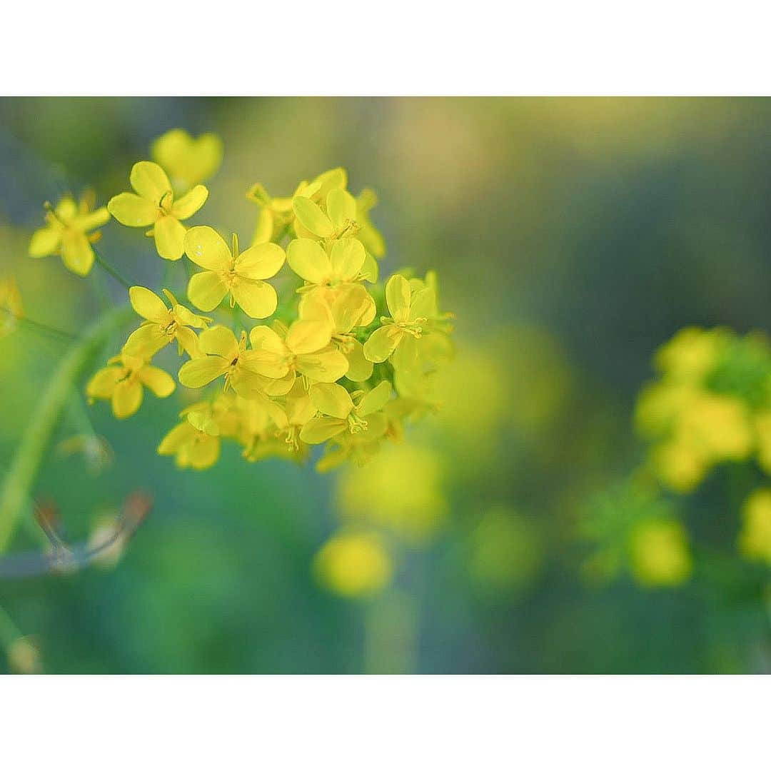 石井美保さんのインスタグラム写真 - (石井美保Instagram)「久しぶりに綺麗な空気を吸って自然の中でリフレッシュ」3月12日 21時25分 - miho_ishii