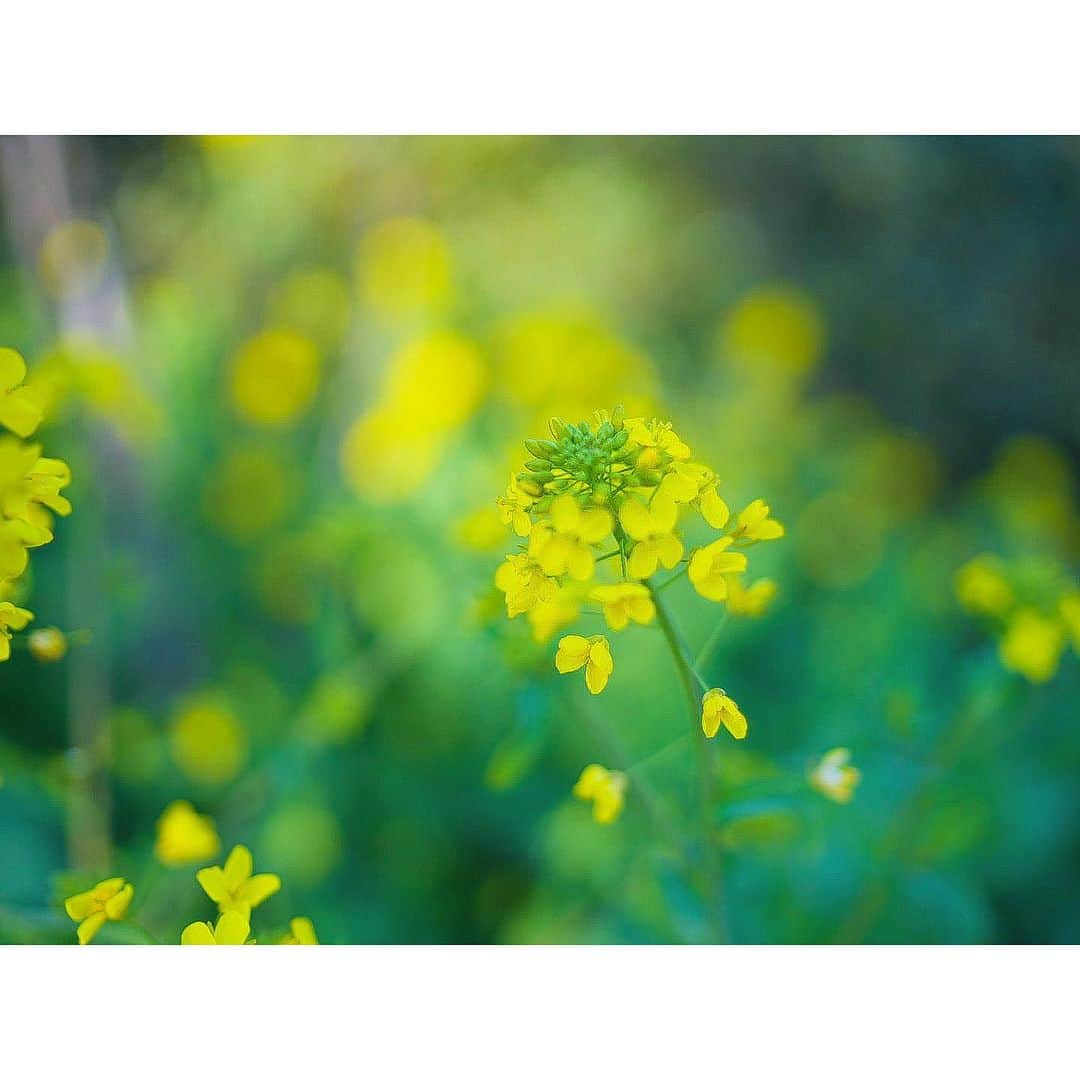 石井美保さんのインスタグラム写真 - (石井美保Instagram)「久しぶりに綺麗な空気を吸って自然の中でリフレッシュ」3月12日 21時25分 - miho_ishii