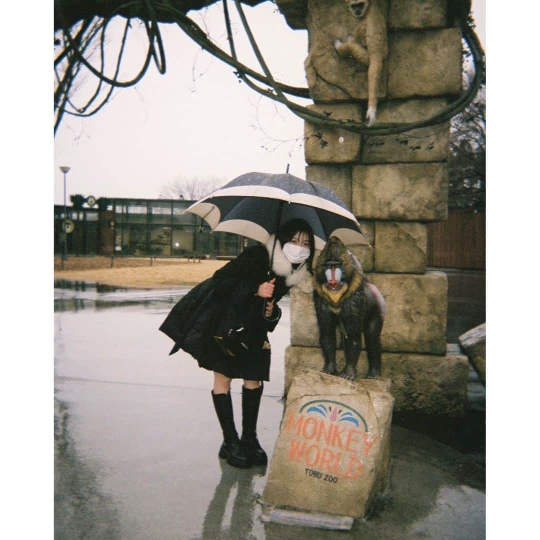 歩花のインスタグラム：「東武動物公園  かわいい動物たくさんで幸せでした  #写ルンです #フィルムカメラ #東武動物公園 #写ルンですのある生活 #フィルム #うつるんです #フィルム写真 #がちゃがちゃ #さる #猿」