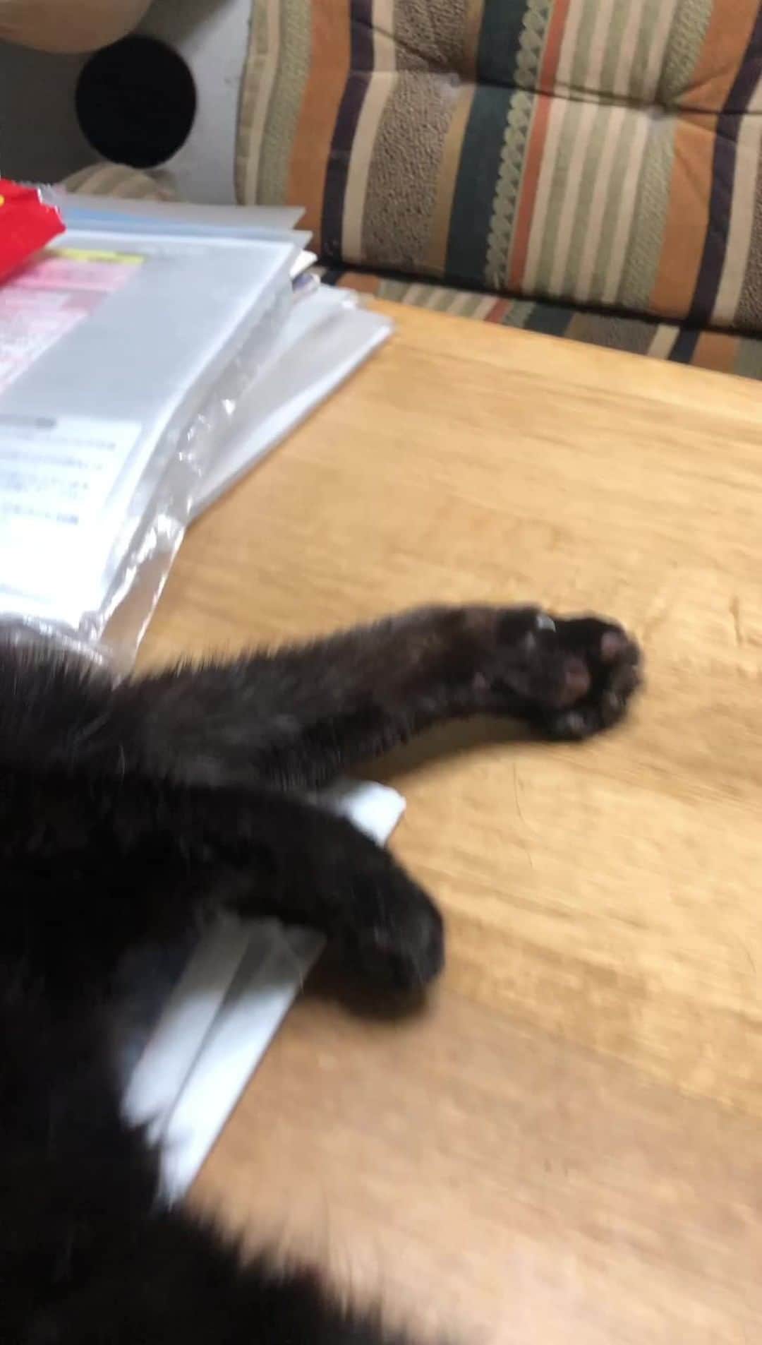 いとうまい子のインスタグラム：「ひとりでお留守番のクーちゃん🐈‍⬛ 会いにきたよ〜💕 甘えん坊だけど爪切りは無理😅」