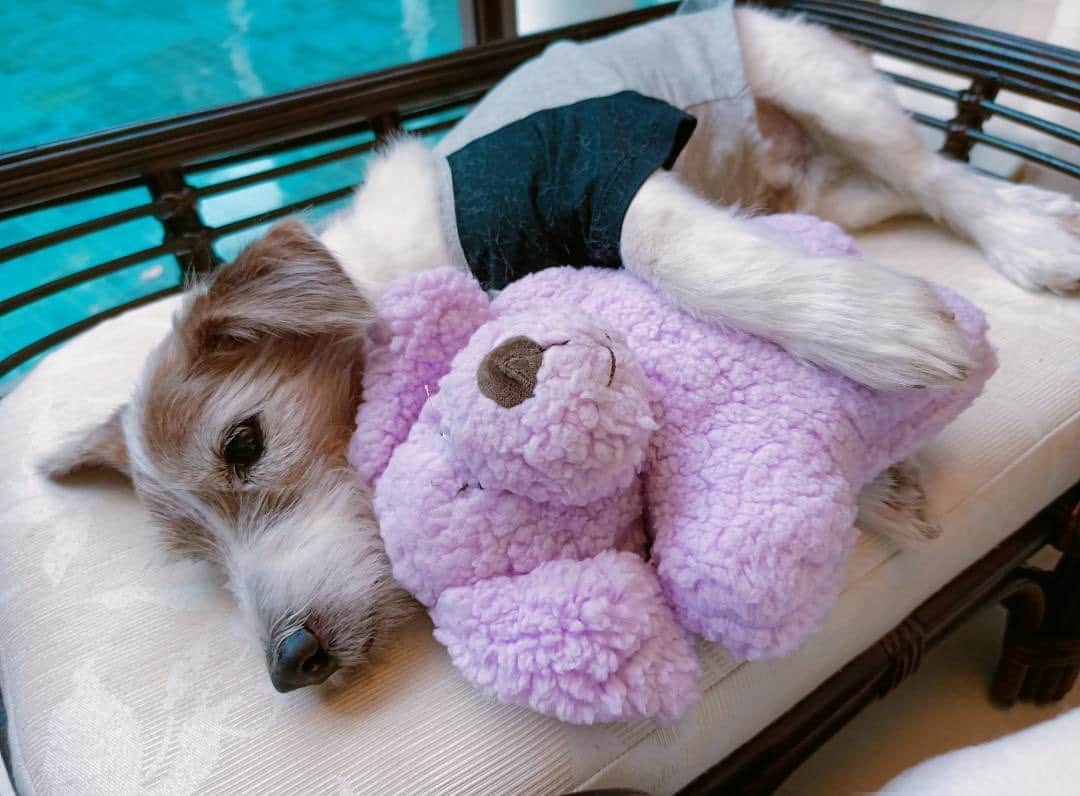 ヒューバートのインスタグラム：「Getting too many god damn deaths recently, 2022 is being such a fucking bitch.  I wanted to be there to see you go and sadly, didn’t get the opportunity this morning. You were the oldest out of the lot and I’m just glad you left somewhat peacefully.  I really do hope all dogs go to heaven. Night baby, sweet dreams.」