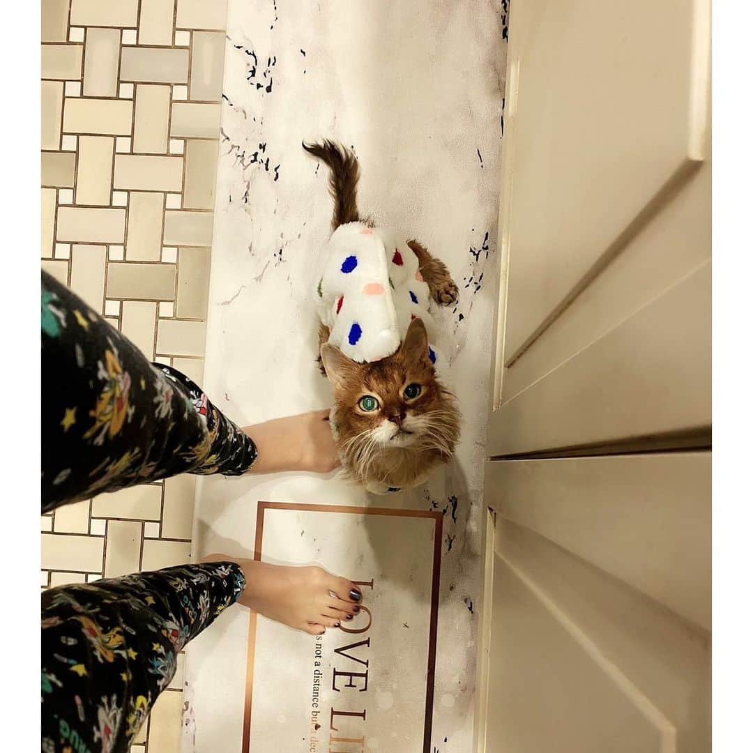 のインスタグラム：「. みんなまたね  ファンの皆様へ うちの子達は全員 天国へいきました  可愛がってくださって ありがとうございました！  ドンナ 2022.3.11(19歳) ダータ 2020.11.15(19歳)」