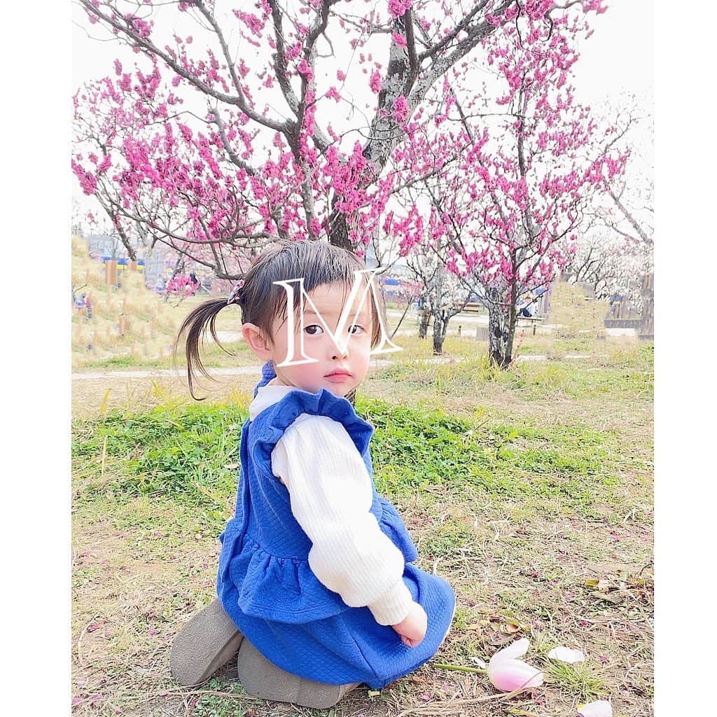 澤野井香里のインスタグラム：「コートもいらないくらい暖かくてポカポカ陽気☀️だったので#梅小路公園 へ(*´꒳`*)  春の訪れを告げる梅の花🌸が蕾からポツポツ開いてきていてピンクに白に綺麗だった〜💕 そして、とってもいい香りが😍  公園で遊んだり、電車🚃追いかけたり、桃太郎の貨物列車がたくさん走ってたな〜🍑✨　子供達は梅より電車💨  気付くと#京都水族館 の閉園時間で『イルカ🐬見たかったー😭』とMが泣き崩れた😂 またゆっくり来ようねー💕  #ks_22✨ #ks_kyoto✨ #3歳 #3歳女の子 #ベビフル #ママリ #コドモノ #女の子ママ #男の子ママ　#ママライフ  #春の訪れ #梅の花 #京都 #梅小路公園 #お花見 #🌸 #電車好き #子鉄 #👦🏻👧🏻 #S⭐️_ #M🍒_  #s⭐️m🍒」