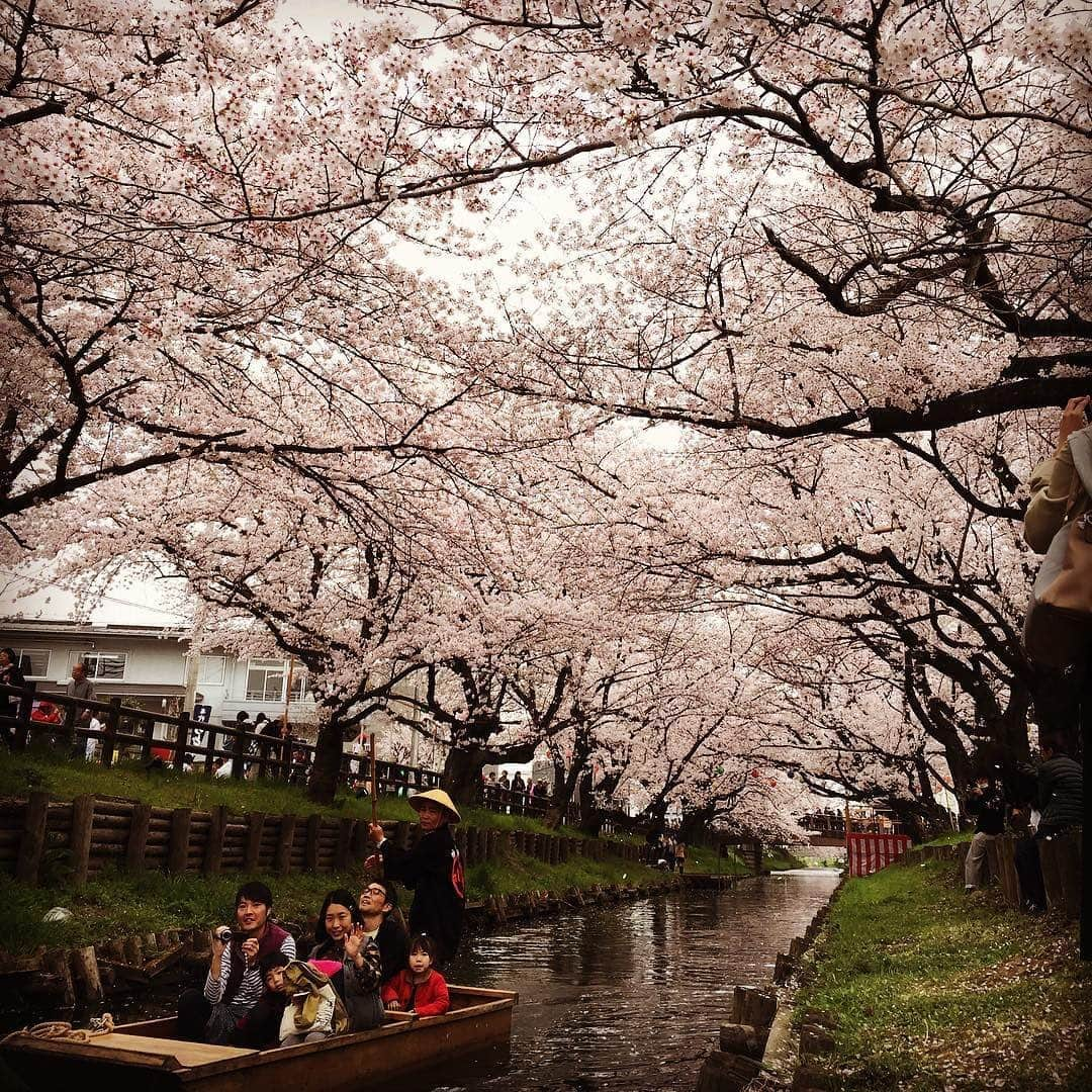 松村屋旅館さんのインスタグラム写真 - (松村屋旅館Instagram)「当館宿泊者限定で桜船のご予約を承ります。 期間は3/24〜4/3(3/27は休舟)です。 ※天候や開花状況等により、変更の場合もございます。 詳細は049-222-0107まで！  #桜船　#2022春　#桜　#新河岸川　#川越　#川越観光　#小江戸 #川越市　#小江戸川越　#桜並木　#川越氷川神社　#桜並木」3月13日 10時24分 - kawagoe_matsumuraya