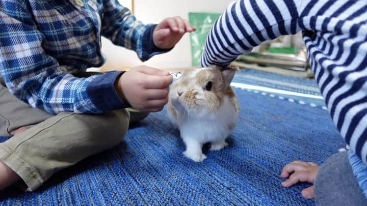 BUNNY?TUNA? のインスタグラム：「弟と妹のおやつあげたいに付き合ってくれているツナ😅💦💦 いつもよりちょっと多めになっちゃったけど、体重はキープしてるからたまにはいいかな💨 下の子もだいぶ優しく触れるようになってきた〜😮‍💨 . #三兄弟#ツナ6歳弟4歳妹1歳#papaya #ネザーランドドワーフ#うさぎ#ふわもこ部#うさぎのしっぽ#ペット#netherlanddwarf#bunnystagram#rabbit#lapin#cutebunny#bunnylove#bunnies#pet#petgram#rabbitstagram#japan#kawaii#weeklyfluff#cutepetclub#instapets#instabunnies#animallovers#兔子#微小的」