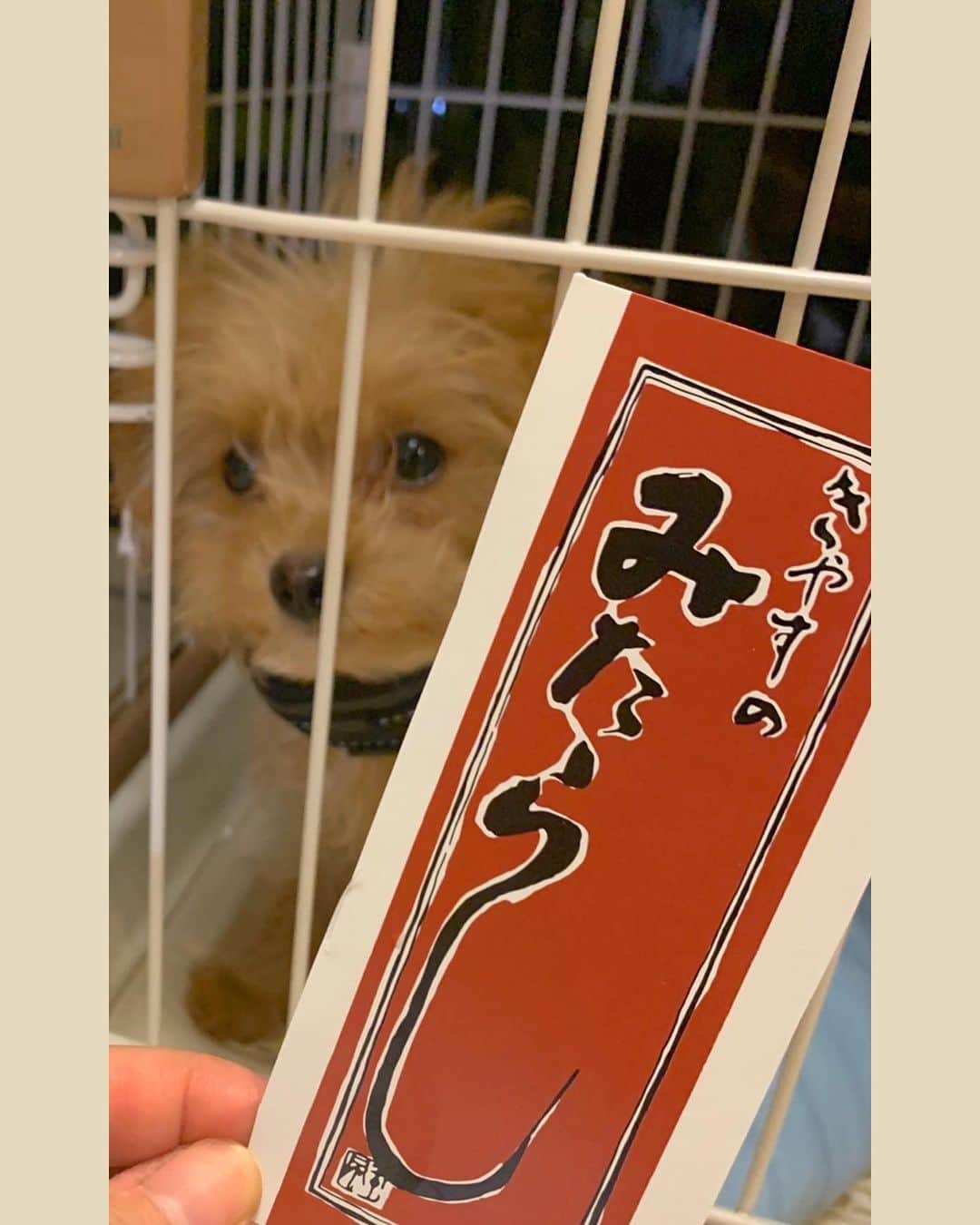 羽田優里奈さんのインスタグラム写真 - (羽田優里奈Instagram)「. . . 愛犬の 「みたらし」 茶色だから🐶 この世でこんな可愛い犬いるんか？？(親ばか) . これは初めての冬を過ごした写真。 もうすぐ一歳になります。 . みたらしの小屋の表札は #喜八洲のみたらし の外箱🍡 笑 . . . . . . #チワプー #ミックス犬  #子犬 #みたらし  #のんびり #穏やかな暮らし #もこもこ #癒し  #パジャマ #おそろコーデ #お揃いパジャマ #ペアルック  #犬 #可愛い #天使 #犬のいる暮らし #いぬすたぐらむ  #スローライフ #dog #doglife #babydog」3月13日 16時17分 - hadayurina_
