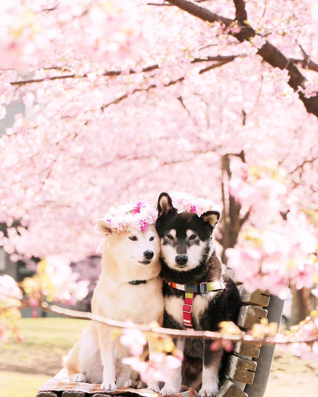 柴犬 けんしろう ゆりあさんのインスタグラム写真 - (柴犬 けんしろう ゆりあInstagram)「🌸🐶🐶🌸  みなさんからのあーったかいコメント 読むたびにジーンとしてます🥺❤️ 感謝の気持ちを込めて 2年前の春待ちベンチで寄り添い合う 桜の妖精さんphotoを🌸🧚‍♀️🧚‍♂️🌸  #元保護犬 #保護犬を家族に   Location:Chiba(2020年撮影)」3月13日 20時54分 - nerishiro