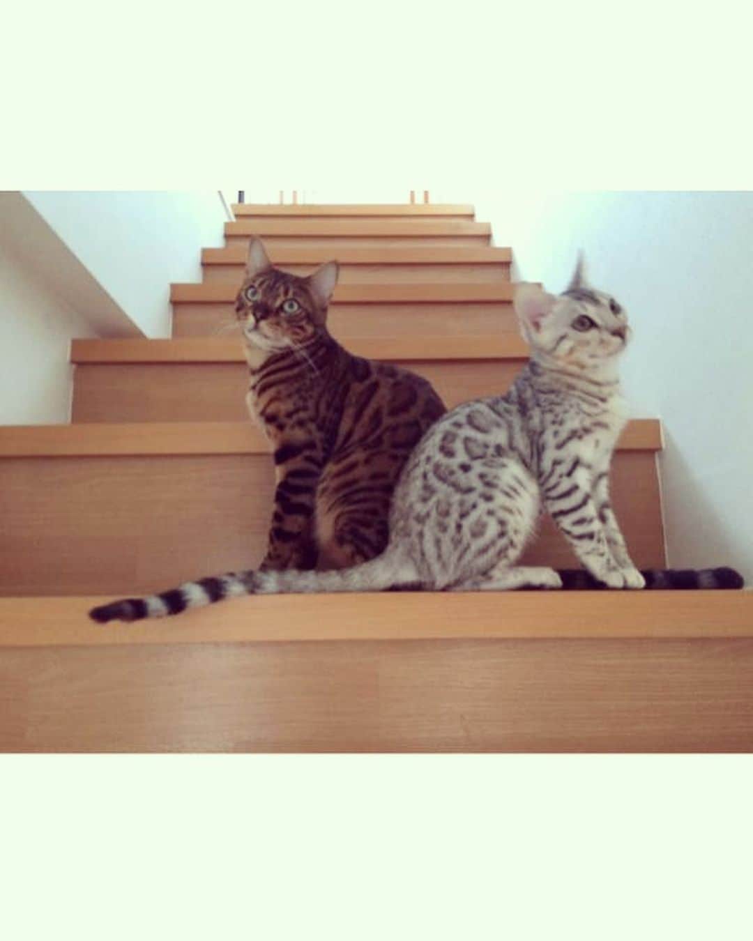 AIのインスタグラム：「ずっと一緒  テンテンありがとう✨🙏✨  愛してるよ😿」