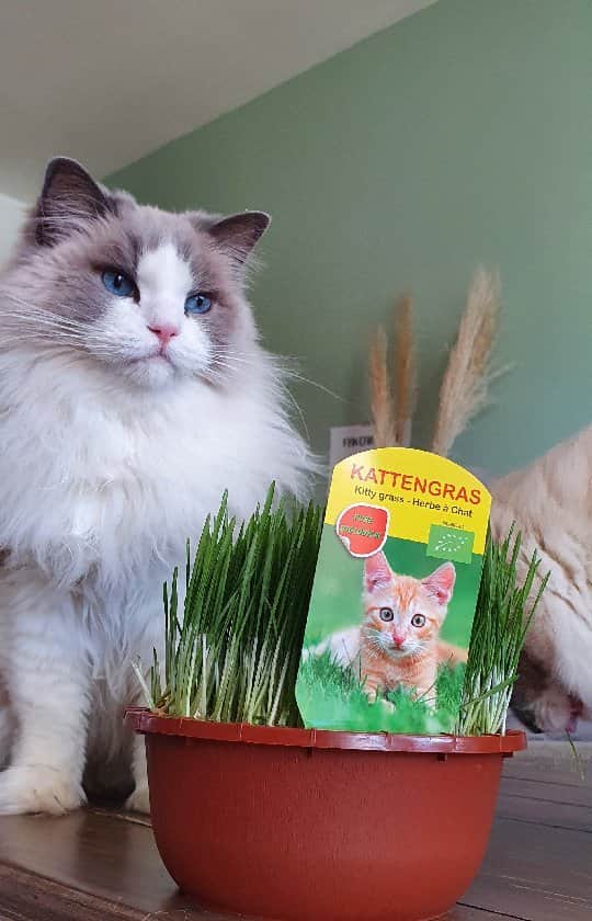 Princess Auroraのインスタグラム：「Sound on to hear the happy munch munch crunch crunch 😸🌱 . . . #catsofinstagram #dailyfluff #weeklyfluff #cutepetclub #meow #kawaii #instacat #meowed #catlife #petstagram #ilovemypet #bestmeow #viral #catlove #neko #purrfect #catsofig #ragdoll #queen #cats_of_instagram #cat #cats #aurorapurr」
