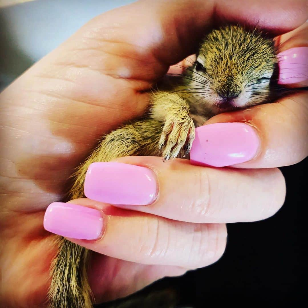 イーサイ・モラレスのインスタグラム：「We rescued this little cutie and he seems very happy w his new mom. #zandspruitbushandearoestate #hoedspruit #wildlife #southafrica #babysurvivor #squirrel #sleepybaby」