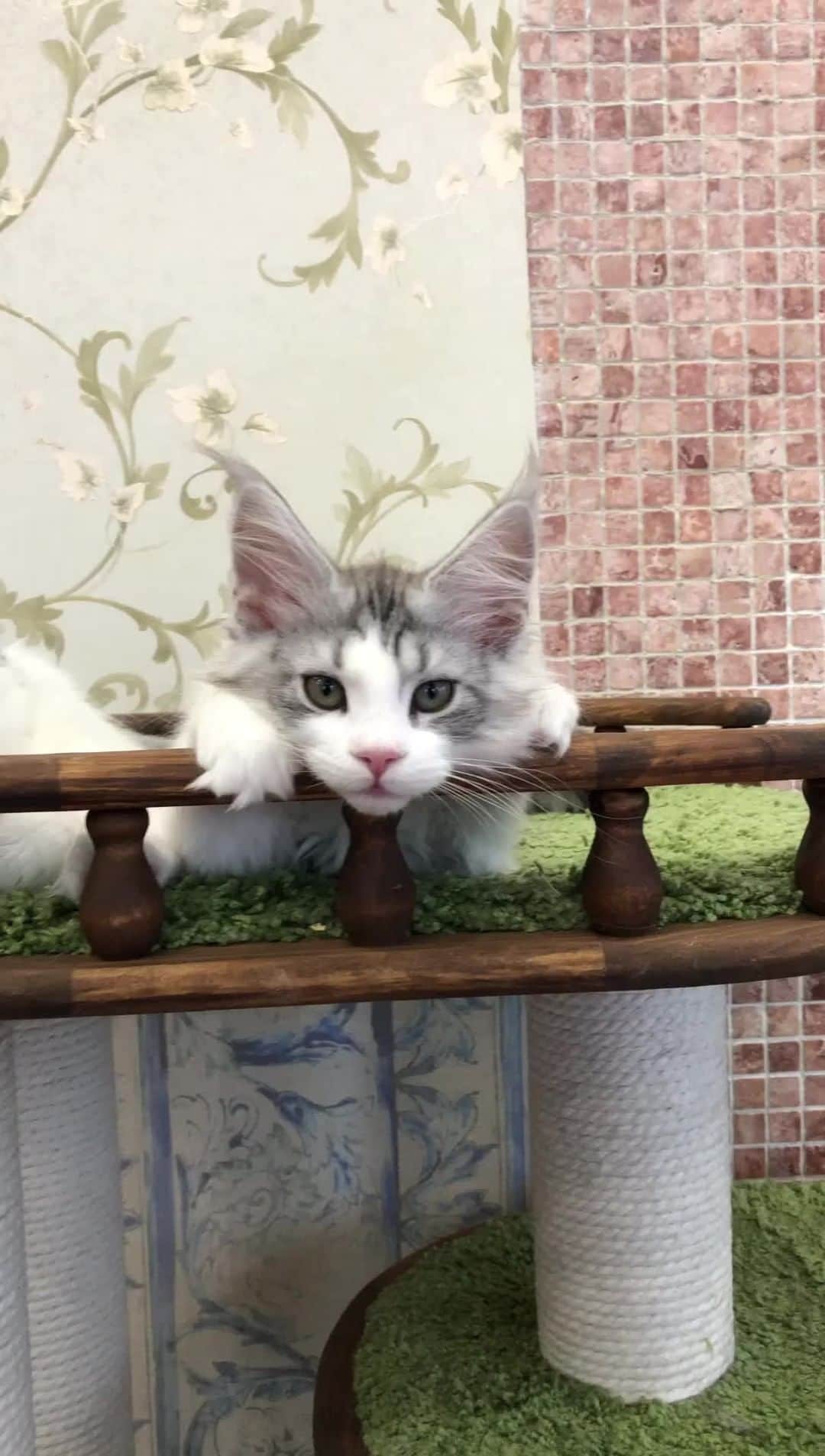 МейнКун MaineCoon Питомникのインスタグラム：「Russian Winter and Russian Bear ❤️✨」