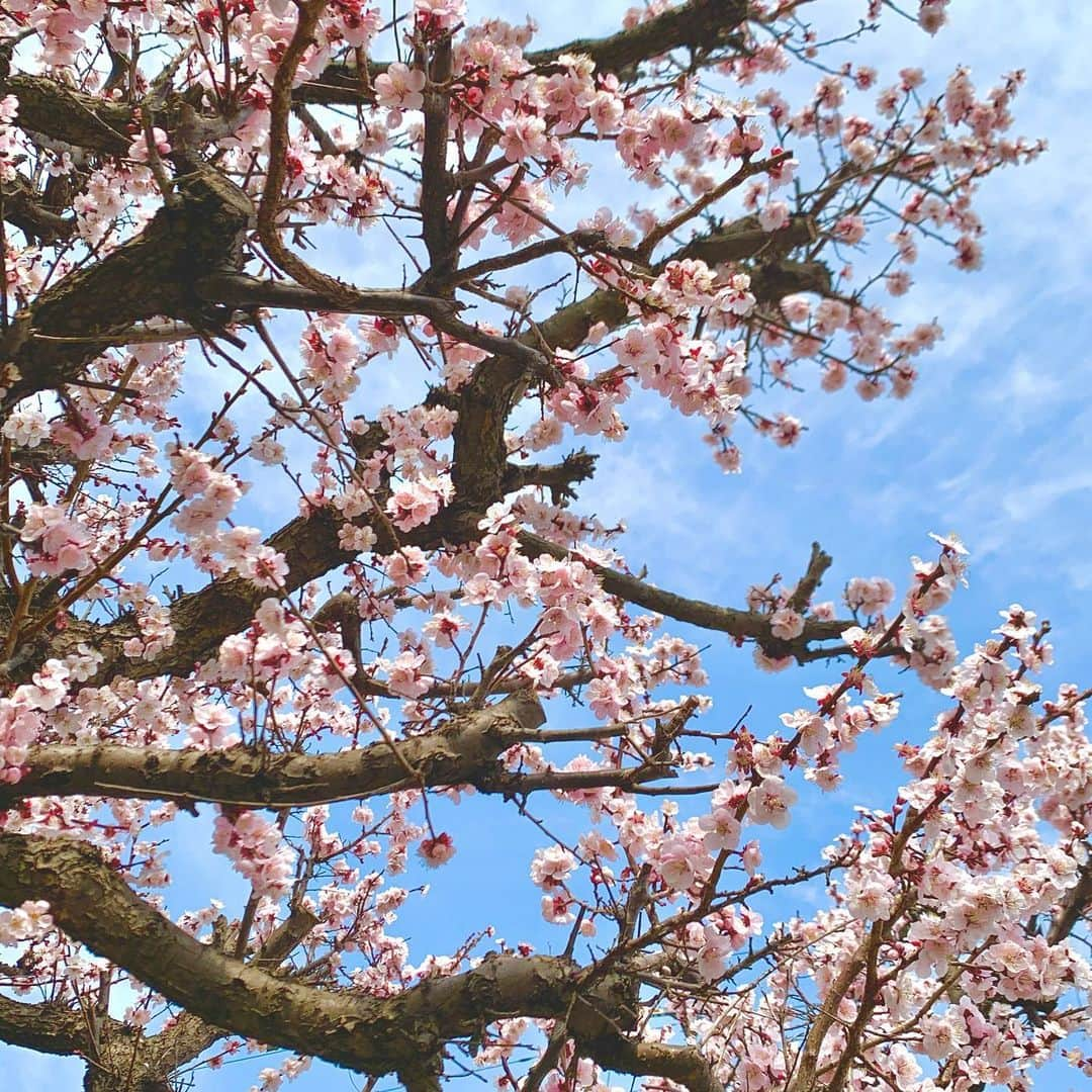 すうれろのインスタグラム：「嬉しいご報告です! 退院することができました🌸🌸🌸  当初は約1ヶ月の入院予定でしたが 2ヶ月半まで伸びてしまいました🥺  院内は一定の暖かさに保たれているので 真冬を感じることなく。。。  病状についてですが、希死念慮もなくなりとても落ち着いた状態です😭✨入院時に比べると本当に本当に楽になりました(ρ_;)  閉鎖病棟+コロナで病棟から全く出られない環境だったので、冬を飛ばして一気に春が来た感覚にびっくりしてます(笑)花粉にもやられてます(笑)  あおちゃんとも2ヶ月半ぶりに実物に再開してとっても会いたかったはずなのに何だかお互い恥ずかしくなってしまったのが面白かったです😂寂しくて寂しくて辛いときも沢山あったけどお互いの大切さがとっても再確認できたし、絆が深まりました、本当にありがとう😭  院内で一度転んでしまったことがきっかけで2ヶ月ずっと車椅子生活だったので家に帰るだけで筋肉痛です🤣筋力も体力も落ちてしまったのでちょっとづつ日常生活に慣れつつ体力戻していきたいです。  中々更新するネタもなく面白みも、なにもなくなったSNSなのに、応援のメッセージや温かなリアクション、とても励みになりました🥲🥲🥲ありがとうございました。  また、動画でも詳しくお話しますね🥰🌸🌸そして、全く活動できなかった分、色んな動画をアップしたい😌！！楽しみにしてもらえると嬉しいです(*´꒳`*)💕  とにかく本当にご心配おかけして申し訳ありませんでした😭🙌」