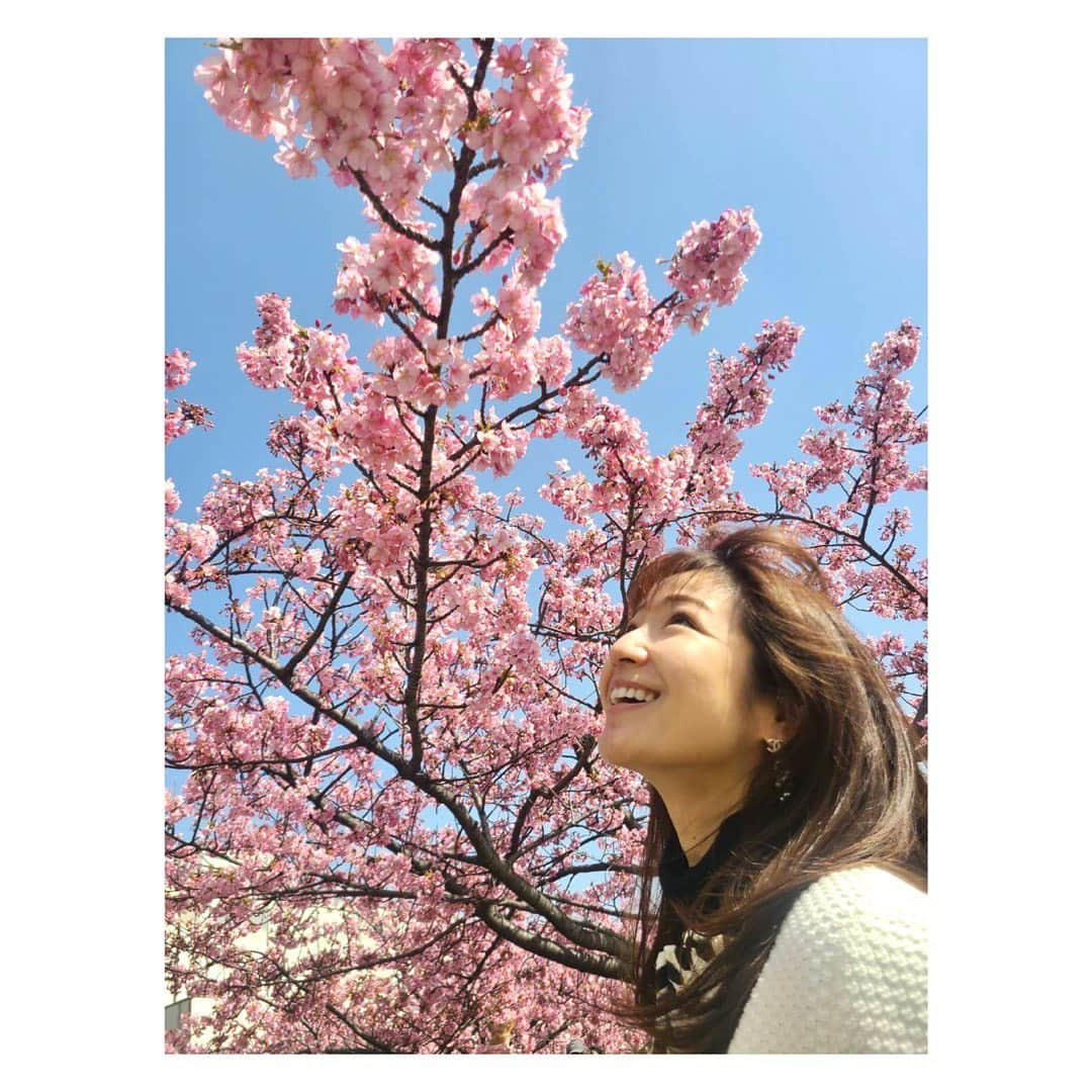 長野美郷さんのインスタグラム写真 - (長野美郷Instagram)「すっかり春めいてきた東京！ 早咲きの#桜 、満開でした🌸 青空と桜のコントラスト、 日本ていいなぁと、毎年思う瞬間です😊  ちょっとマスク取ったら お花のあま〜い香りも！ #沈丁花 かな。  余談ですが そのうち香りなんかも スマホでシェアできるようになるのかなぁ なったら面白いだろうなぁ  炊きたてご飯の香りとか！🍚  #花より団子　いえいえ#花も好きです #🌸　#お花見　#早咲き桜」3月14日 17時05分 - misato_nagano_1127