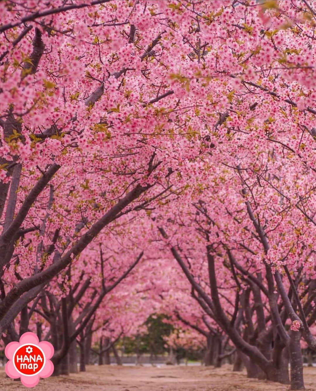 はなまっぷ❁日本の花風景さんのインスタグラム写真 - (はなまっぷ❁日本の花風景Instagram)「🌸はなまっぷの梅桜まつり🌸 * @hi__ro__.506 さんの 花のある風景に花まるを💮 * 日本が誇る美しい春の訪れをありがとうございます😊🌸 * 山口　#萩しーまーと Hagi Seaside Mart, Yamaguchi Pref. * 🌼河津桜の花言葉📝🌼 思いを託します、純潔 * ※見頃や撮影時期に関わらず、日本の梅と桜の花風景をご紹介させていただきます。 * 🌸•••🌸•••🌸•••🌸•••🌸•••🌸 * いつも素敵なお花をありがとうございます😊 #はなまっぷ #日本の美しい花風景#花のある風景#花#花言葉#花#花見#春#花風景 #河津桜#萩#萩市 #桜#サクラ#sakura * 🌸••••••お知らせ••••••🌸 * 花風景検索サイト　はなまっぷ https://hanamap.com 🔍「はなまっぷ」または @hanamap プロフィール欄から ぜひご覧ください」3月14日 12時16分 - hanamap