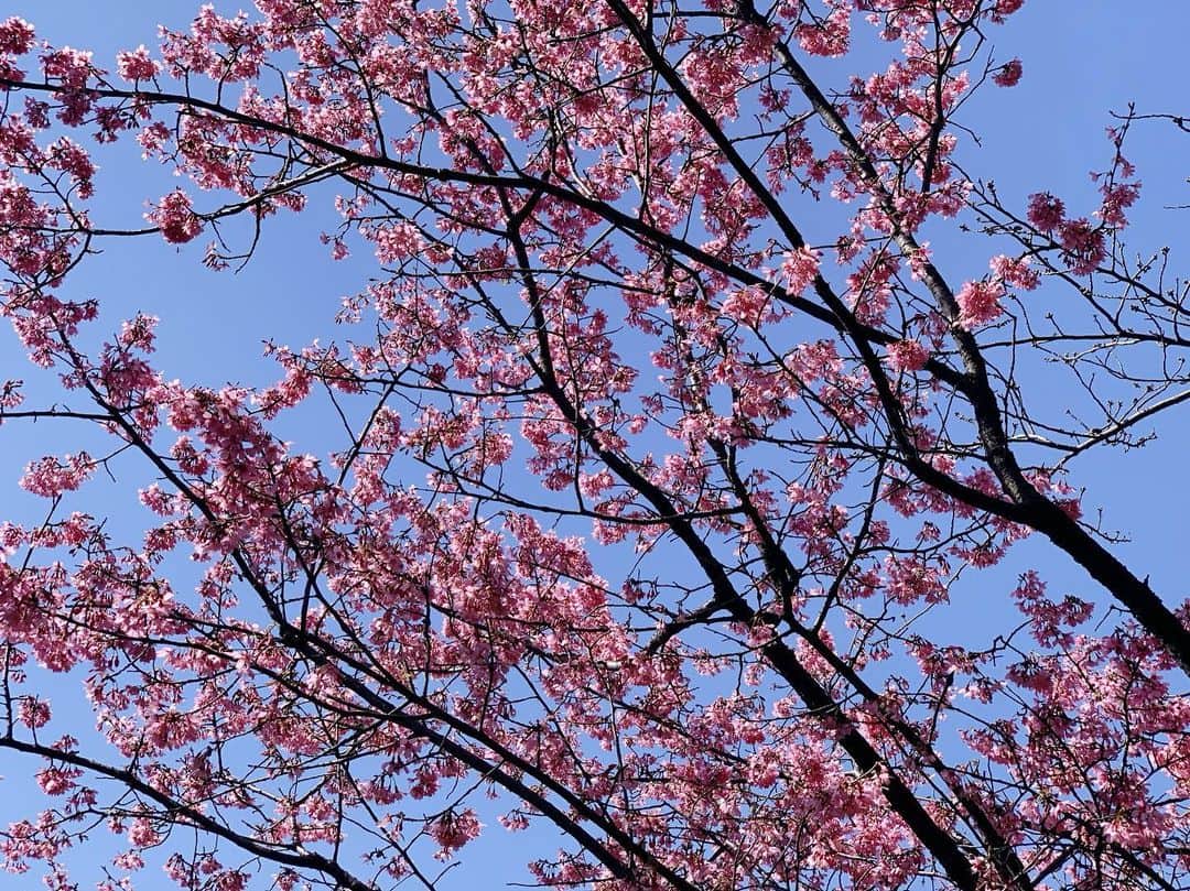 長野智子さんのインスタグラム写真 - (長野智子Instagram)「Spring has come🌸  早咲き桜が都内でも。  自然は確実に冬から美しい春へ。。どうか人間界の戦いも一日も早く終わりますように。。  #spring #prayforukraine  #早咲き桜」3月14日 14時04分 - naganotomoko