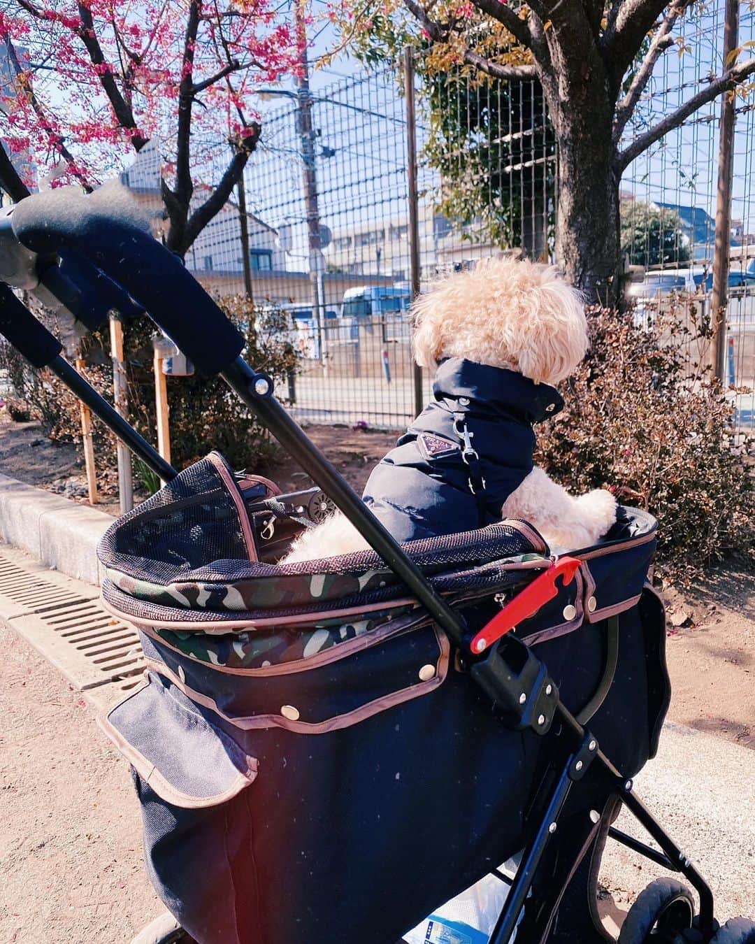 アンジェリカのインスタグラム：「散歩💜あったかくなってきた‼︎🌸 . . ラルムのお洋服とか質問よく来るから💕 @bb_select_shop_  ココのわんちゃんの 洋服も良く着せてるよんん」