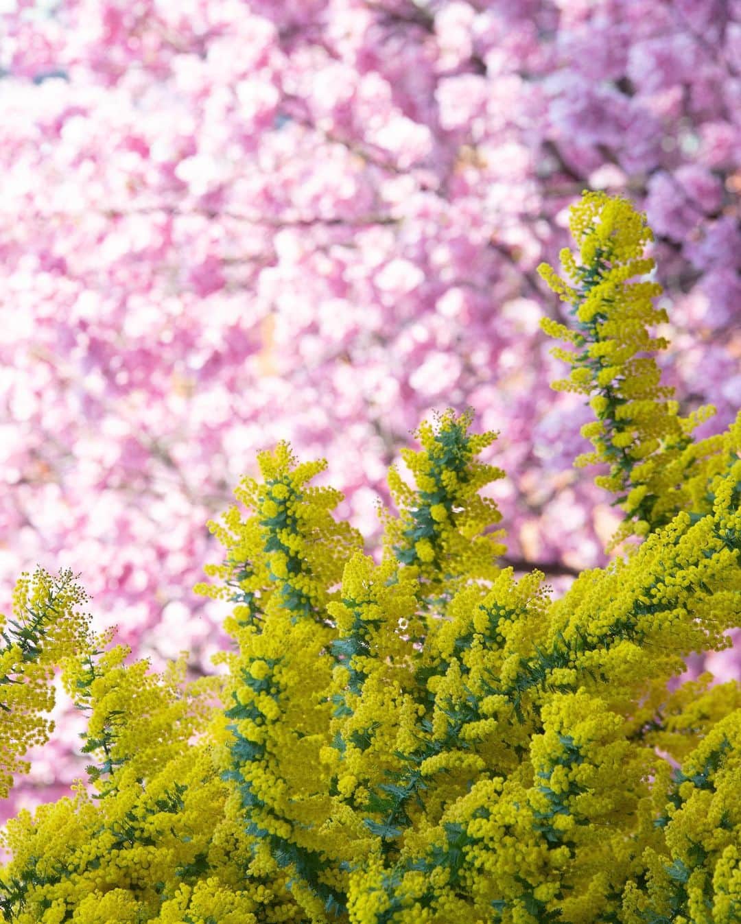 kazumaのインスタグラム：「.. . Spring color 🌸🌸🌸 🌸🌸🟨 🟨🟨🟨 . 桜を背景にしたミモザ。 . 春がアポなしで訪れたかと思ったら、今日は夏が予定前倒し訪問してきた。そんな気温。 少し散歩しただけで汗だくとなった。サウナで代謝がよくなったと思うことにしよう。 . 蔵前神社は平日日中でも多くの方がいる。 ミモザに大接近してのポートレート写真を撮っている人もいるけど、花粉症が大丈夫かなと心配になってしまう。ぐらい目が痒くて鼻がムズムズしてくしゃみ連発の毎日。 . . #蔵前神社 #桜 #cherryblossom #ミモザ . . . . . . . . . . . . . . . . . . . . . . . . . ————————————————— #igersjp #team_jp_ #instagramjapan #icu_japan #like4like #instalike #写真が好きな人と繋がりたい#ファインダー越しの私の世界 #beautiful #今日もx日和 #instadaily #ig_worldclub #igrecommend #lovers_nippon #picture_to_keep #jp_gallery_member #spring #東京カメラ部 #tokyocameraclub #indies_gram #instagood #huntgram #huntgramjapan #japan_daytime_view #art_of_japan_ #ig_photooftheday ————————————————— . . . . . . .. ...」