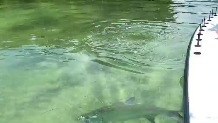 Costa Sunglassesのインスタグラム：「Somewhere in the mangroves, a pod of baby tarpon just rolled.  #SeeWhatsOutThere #CostaPro #BabyTarpon #TarponFishing #InshoreFishing #SightFishing #Fishing #Tarpon  🎥: @jaredcyrkw」