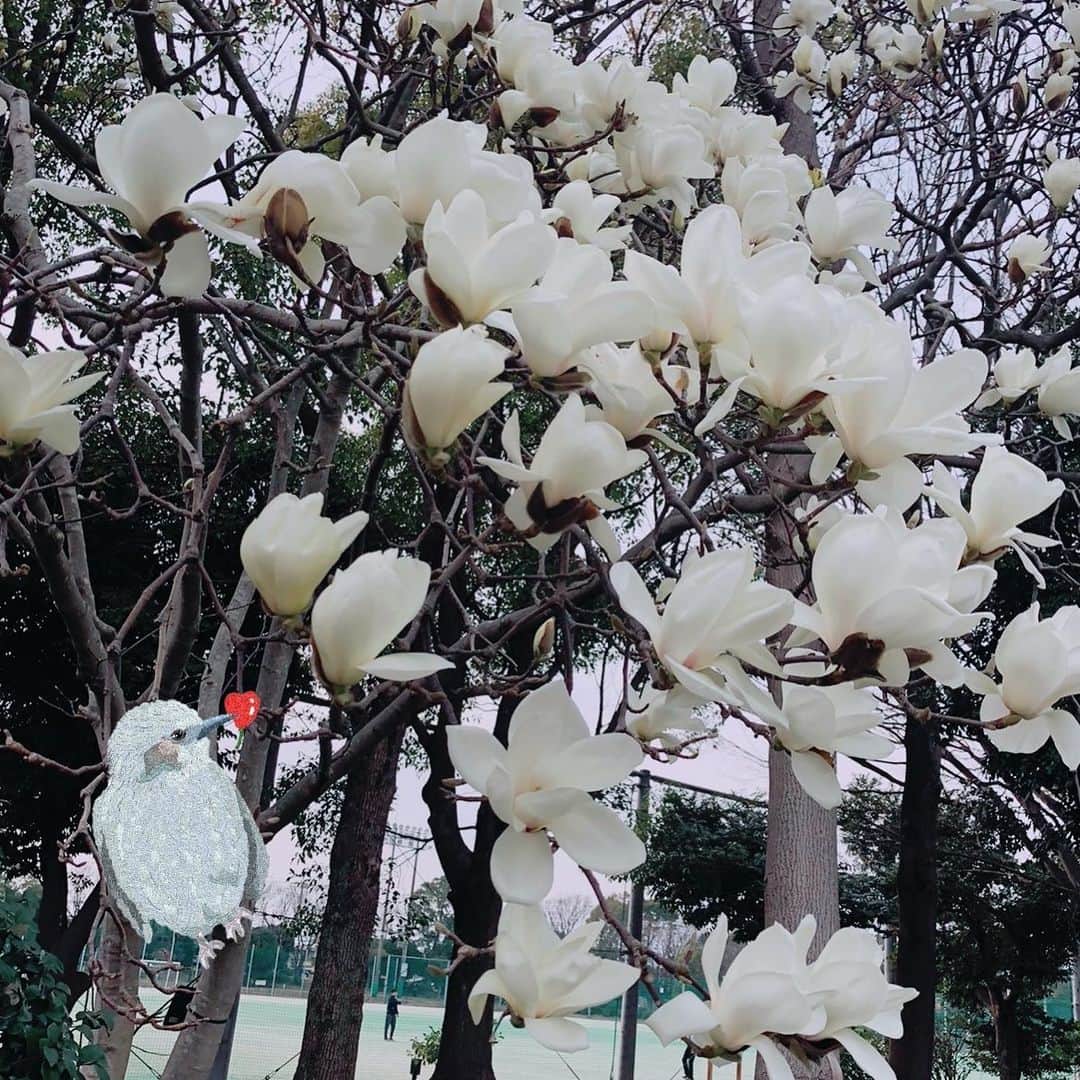 原口奈菜のインスタグラム：「開花して3日ほどで散り始める白木蓮。 今年も出会えたことが嬉しいな。 満開の時に出会えた嬉しさと、 今年もとっても綺麗だよ〜という気持ちを込めて、ヒヨドリから♡を🥰」