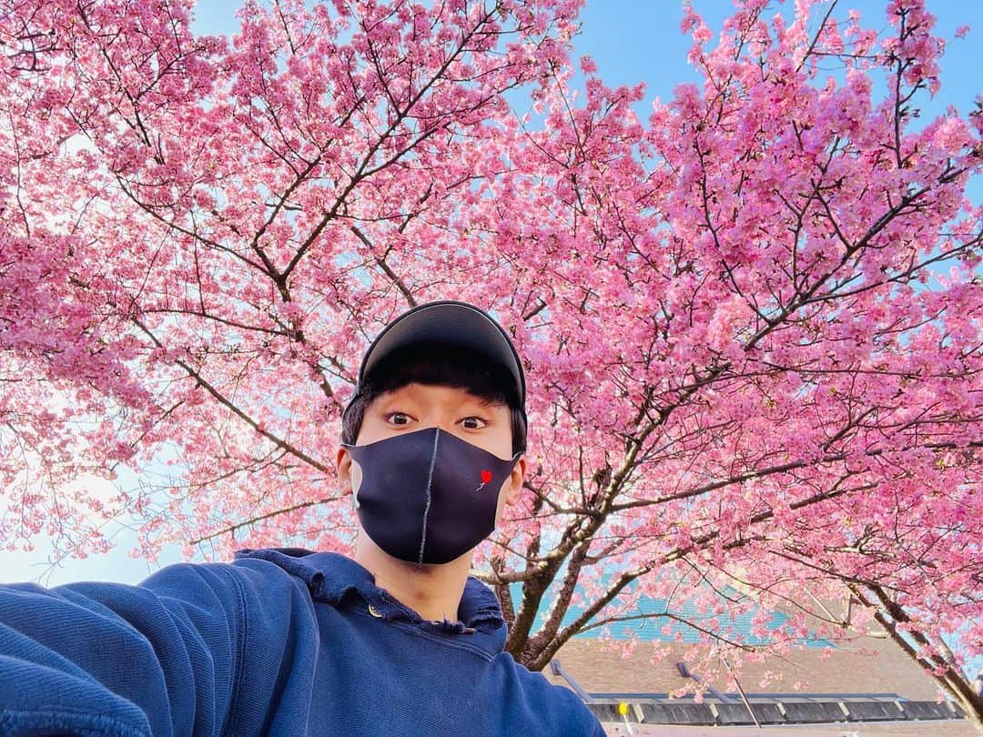 としみつのインスタグラム：「岡崎の葵桜(河津桜)がなかなか見頃だったから寄っちまった！🌸  俺から咲いてるみたいじゃん！  そして東海オンエアメインチャンネル、総再生回数100億回突破したらしい！ 100億て！！すごい！  いつもありがとうございます！😊  #岡崎  #桜  #東海オンエア」