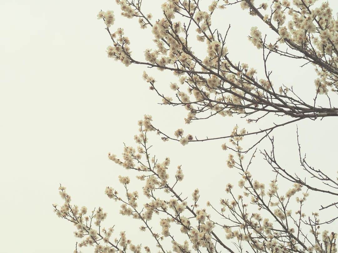 久保咲玖良のインスタグラム：「新しい春  庭の梅が満開になりました  #春 #梅 #満開 #spring #springday #blooming #portrait #olympuspenepl9」