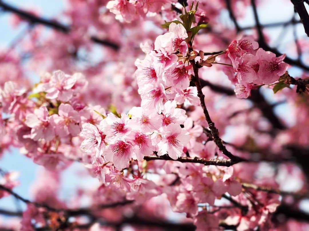 岸本哲也のインスタグラム：「🌸桜がもう咲いてますね。きょう暑かったので花びらがまたかなり開いたかな。桜を見ると凛とした気持ちになります。#flowers #japan #cherryblossom # tokyo #life #love #likeforlikes #follow #さくら #peace #relax」