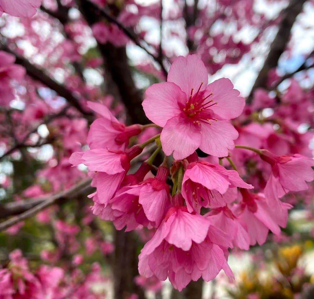 當真あみさんのインスタグラム写真 - (當真あみInstagram)「この度、中学校を卒業いたしました！ 中学校生活では、芸能活動を始めるなど、色んな出来事があった3年間でした。 高校生という新しい生活が始まりますが、これから沢山の作品と関わる事が出来るよう頑張っていきます。當真あみ  #中学卒業 #沖縄」3月14日 21時53分 - ami_touma_