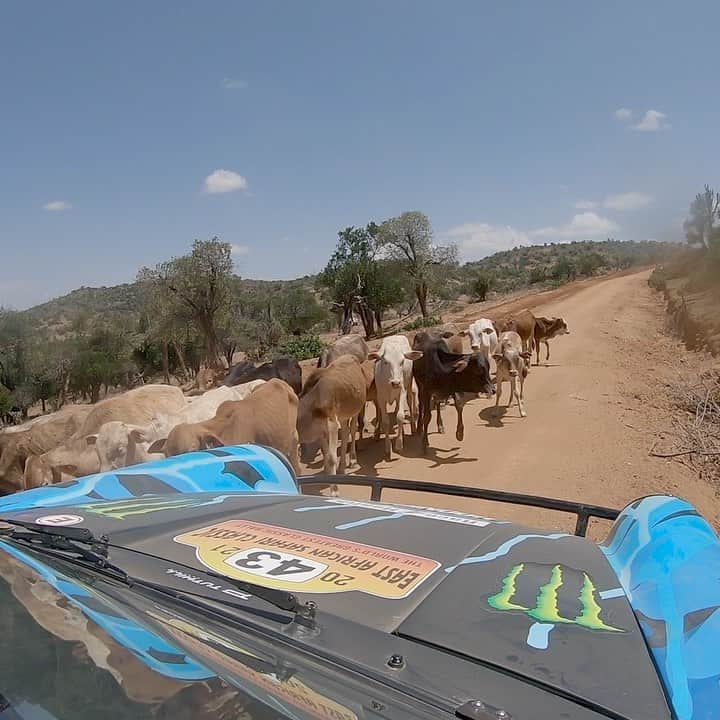 ケン・ブロックのインスタグラム：「Big jumps, lots of wild and exotic animals, and 18+ hours of racing across Kenya: the East African Safari Classic Rally was one of the most epic races I’ve ever competed in. While we didn’t get the final result we hoped for, it was unforgettable nonetheless. So, here’s a highlight clip from this 9-day race. Also BIG thanks to @tuthillporsche for the amazing car and team, my co-driver @alexgelsomino, my race team director Derek Dauncey, the volunteers, and everyone else who made this event possible. I hope to go back and take on this challenge again someday! Video edit by @pierrewikberg. #Porsche911 #TuthillPorsche #EastAfricanSafariClassicRally」