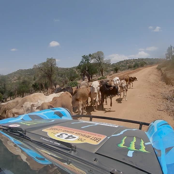 のインスタグラム：「Big jumps, lots of wild and exotic animals, and 18+ hours of racing across Kenya: the East African Safari Classic Rally was one of the most epic races I’ve ever competed in. While we didn’t get the final result we hoped for, it was unforgettable nonetheless. So, here’s a highlight clip from this 9-day race. Also BIG thanks to @tuthillporsche for the amazing car and team, my co-driver @alexgelsomino, my race team director Derek Dauncey, the volunteers, and everyone else who made this event possible. I hope to go back and take on this challenge again someday! Video edit by @pierrewikberg. #Porsche911 #TuthillPorsche #EastAfricanSafariClassicRally」