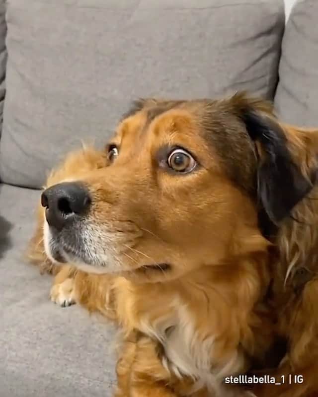 DogsOf Instagramのインスタグラム