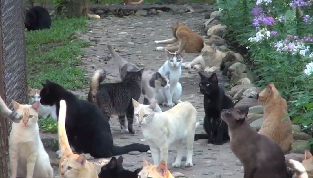 The Cats Of Instagramのインスタグラム：「Welcome to The Cat Kingdom of Elephant Nature Park!  We are a sanctuary in Northern Thailand, and home to more than 1600 rescued cats.  Our cats have been saved from a variety of backgrounds including abuse, neglect and natural disasters.  At The Cat Kingdom, all cats have been given a new lease on life, full of love and happiness!  We are so proud of the space we’ve created for our animals, and invite you to join us on the journey to save more precious lives! 🖤  #catkingdom #elephantnaturepark #thailand #enpcats #coicommunity」