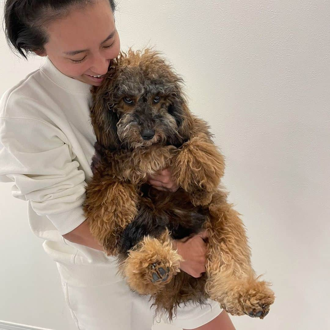 高井直子さんのインスタグラム写真 - (高井直子Instagram)「💘 @pom_pomland  #australianlabradoodle  #オーストラリアンラブラドゥードル #ポムちゃん」3月15日 5時34分 - naokotakai