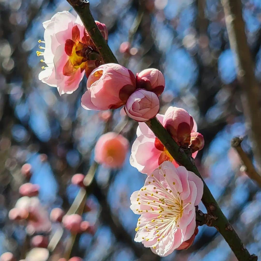 片山愁さんのインスタグラム写真 - (片山愁Instagram)「#梅 #春」3月15日 8時06分 - shu_kata