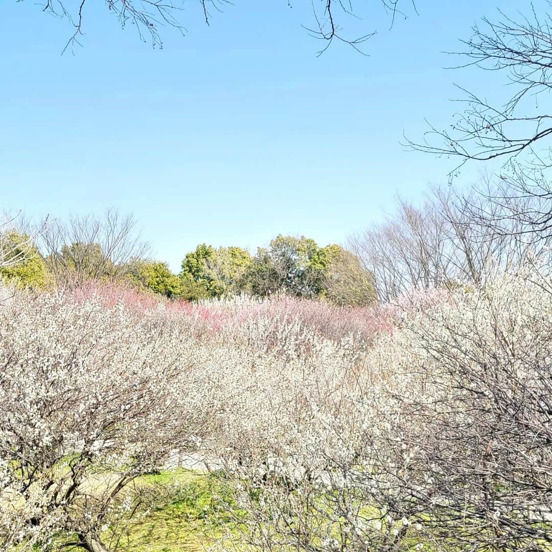 片山愁さんのインスタグラム写真 - (片山愁Instagram)「#梅 #春」3月15日 8時06分 - shu_kata