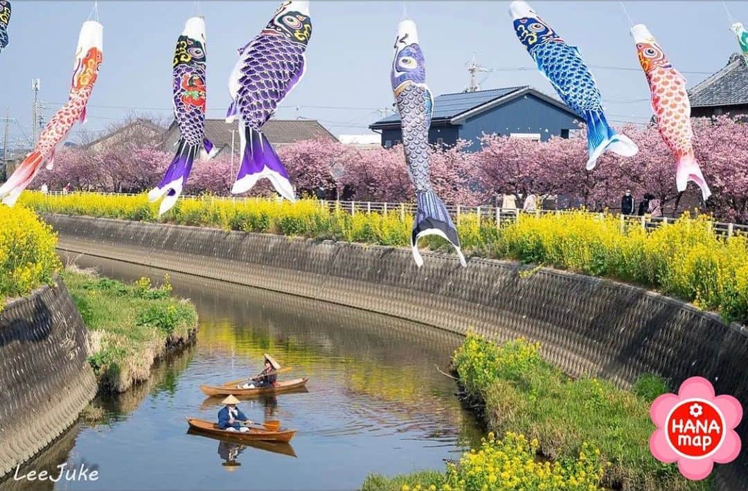 はなまっぷ❁日本の花風景さんのインスタグラム写真 - (はなまっぷ❁日本の花風景Instagram)「🌸はなまっぷの梅桜まつり🌸 * @leejuke61 さんの 花のある風景に花まるを💮 * 日本が誇る美しい春の訪れをありがとうございます😊🌸 * 愛知　#免々田川 Memeda River, Aichi Pref. * 🌼河津桜の花言葉📝🌼 思いを託します、純潔 * ※見頃や撮影時期に関わらず、日本の梅と桜の花風景をご紹介させていただきます。 * 🌸•••🌸•••🌸•••🌸•••🌸•••🌸 * いつも素敵なお花をありがとうございます😊 #はなまっぷ #日本の美しい花風景#花のある風景#花#花言葉#花#花見#春#花風景 #河津桜#鯉のぼり#菜の花 #桜#サクラ#sakura#田原#田原市 * 🌸••••••お知らせ••••••🌸 * 花風景検索サイト　はなまっぷ https://hanamap.com 🔍「はなまっぷ」または @hanamap プロフィール欄から ぜひご覧ください」3月15日 20時18分 - hanamap