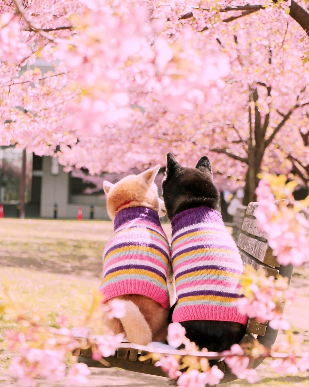 柴犬 けんしろう ゆりあのインスタグラム：「🐶🌸🐶  お兄ちゃん、 あたちお兄ちゃんの妹になれて ほんとうに幸せだよ💕  ゆりあがけんちゃんの ほっぺにちゅー❤️の幸せphotoで みなさん今日も一日おつかれさまでした☺️❤️  #元保護犬 #保護犬を家族に   Location:Chiba(2020年撮影)」