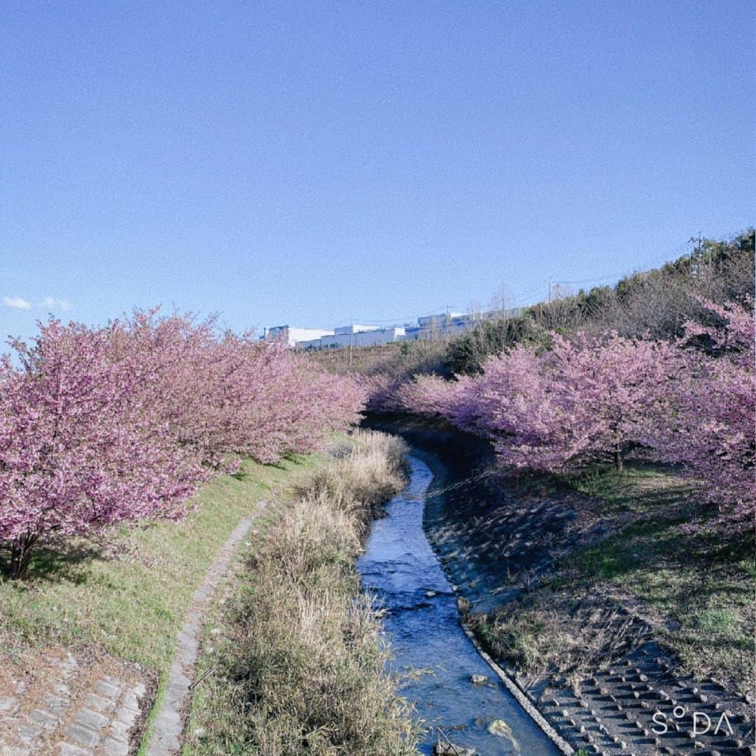 白井家のインスタグラム：「凛ちゃんと河津桜見に行ってきました＼(^^)／ 今年も残念ながらコロナ禍の為白井家は出動せず…😢来年はどうかな〜。  あ、一瞬だけライブ配信して観に来てくれた皆様ありがとうございました❤️たまにはね(^^笑  #白井家 #白井家と愉快な仲間たち #河津桜 #春 #なのはな」