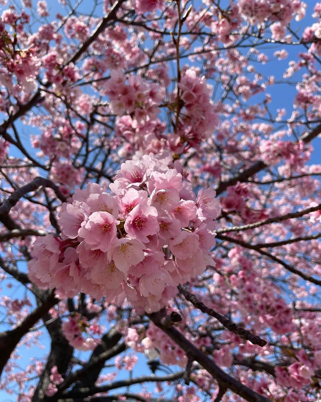 戸北美月さんのインスタグラム写真 - (戸北美月Instagram)「. #河津桜 #春を感じます #🌸 #桜のあるくらし #ウェザーニュース」3月15日 20時43分 - mizuki_tokita