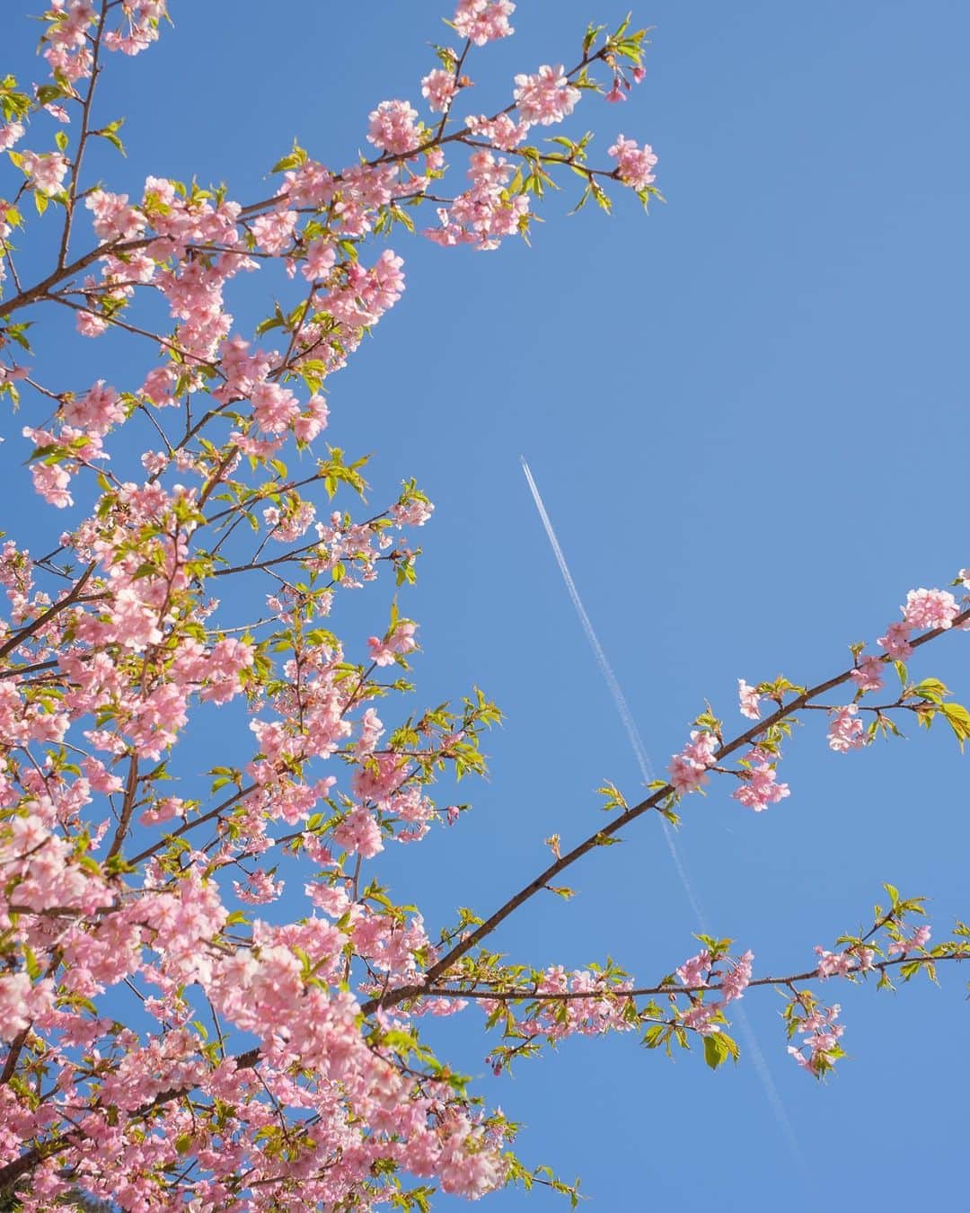 SHOCK EYEさんのインスタグラム写真 - (SHOCK EYEInstagram)「河津桜が見れるのもあとわずかということで、神奈川県松田にある西平畑公園に行ってきたよ🌸  河津桜第３弾だね＾＾  ここは、富士山も見れるという2度美味しい、いや、菜の花も綺麗で3度美味しい場所。  平日の早い時間だというのに、沢山の人が花見に訪れていたよ。  どこを切り取っても華やかで春らしい景色の数々✨  俺のお気に入りは4枚目＾＾  桜と菜の花の出会い😆 こんにちは＾＾  最後の富士山の写真も鉄板だね。  てか、暑くてトレーナー脱いでTシャツで大丈夫だった＾＾  #松田山 #神奈川県 #富士山 #河津桜 #菜の花 #西平畑公園 #春 #cherryblossom #japantravel #japantrip #fujifilm #gfx100s #xs10 #beautifuldestinations #discoverjapan #discoverearth #voyaged #awesome_photographers #IamATraveler #wonderful_places #japanphoto #japanphotography #japan_of_insta #livingonearth #theglobewanderer」3月15日 15時49分 - shockeye_official
