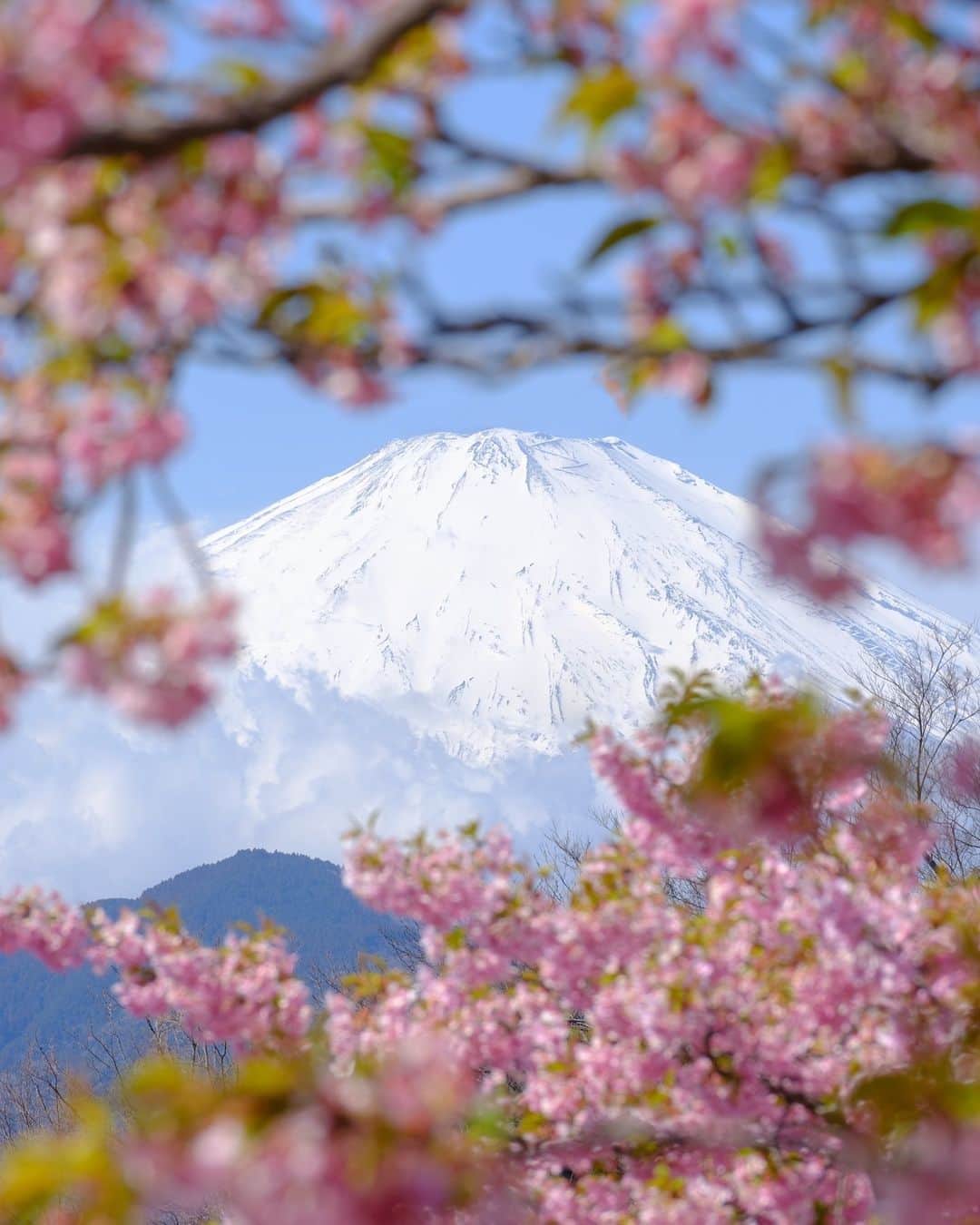 SHOCK EYEさんのインスタグラム写真 - (SHOCK EYEInstagram)「河津桜が見れるのもあとわずかということで、神奈川県松田にある西平畑公園に行ってきたよ🌸  河津桜第３弾だね＾＾  ここは、富士山も見れるという2度美味しい、いや、菜の花も綺麗で3度美味しい場所。  平日の早い時間だというのに、沢山の人が花見に訪れていたよ。  どこを切り取っても華やかで春らしい景色の数々✨  俺のお気に入りは4枚目＾＾  桜と菜の花の出会い😆 こんにちは＾＾  最後の富士山の写真も鉄板だね。  てか、暑くてトレーナー脱いでTシャツで大丈夫だった＾＾  #松田山 #神奈川県 #富士山 #河津桜 #菜の花 #西平畑公園 #春 #cherryblossom #japantravel #japantrip #fujifilm #gfx100s #xs10 #beautifuldestinations #discoverjapan #discoverearth #voyaged #awesome_photographers #IamATraveler #wonderful_places #japanphoto #japanphotography #japan_of_insta #livingonearth #theglobewanderer」3月15日 15時49分 - shockeye_official